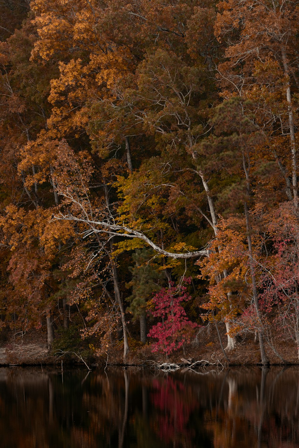 a body of water surrounded by lots of trees