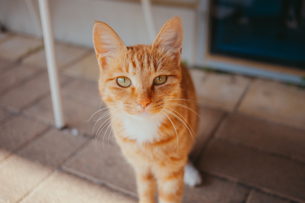 a close up of a cat on a tile floor