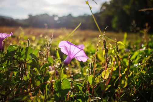 Vibrant purple flowers blooming amid green leaves in a sunlit field.
