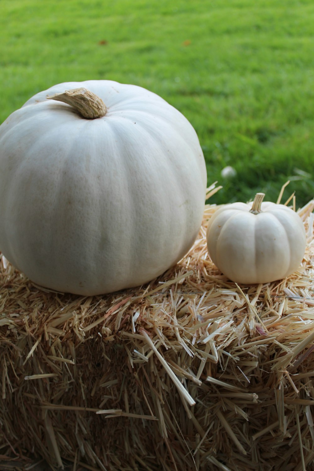 a couple of white pumpkins sitting on top of a pile of hay