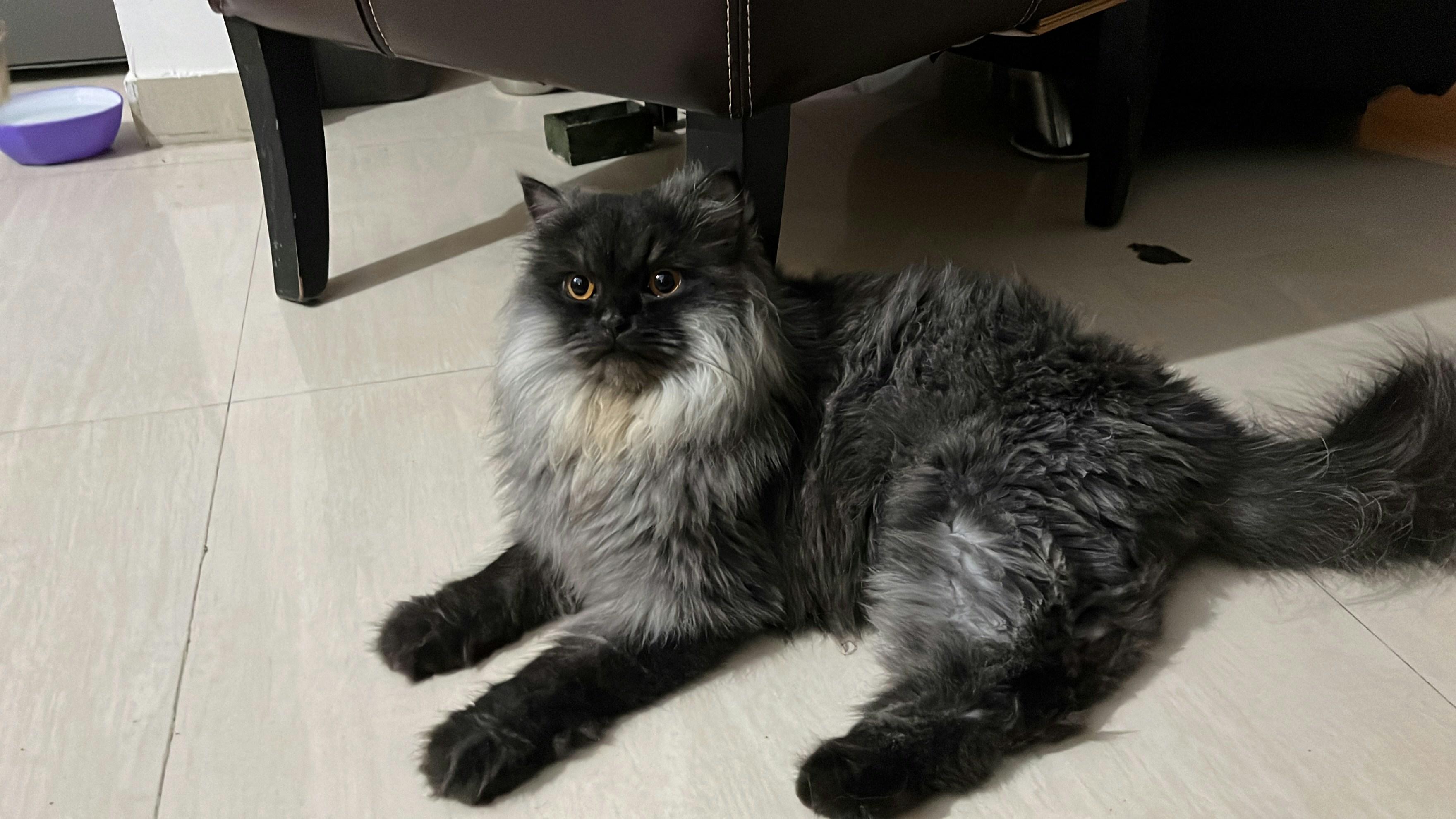 A cat laying on the floor next to a chair photo – Free Cat Image on ...