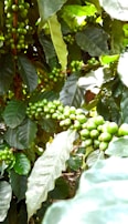 Clusters of unripe green coffee beans are growing on branches surrounded by large, glossy green leaves. The scene is vibrant with natural greenery, highlighting the density of the coffee plant foliage and fruit.