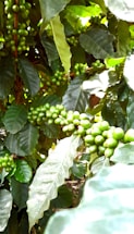 Clusters of unripe green coffee beans are growing on branches surrounded by large, glossy green leaves. The scene is vibrant with natural greenery, highlighting the density of the coffee plant foliage and fruit.