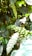 Clusters of unripe green coffee beans are growing on branches surrounded by large, glossy green leaves. The scene is vibrant with natural greenery, highlighting the density of the coffee plant foliage and fruit.