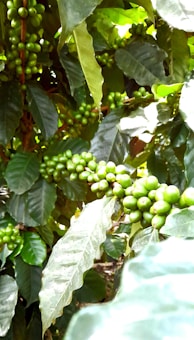Clusters of unripe green coffee beans are growing on branches surrounded by large, glossy green leaves. The scene is vibrant with natural greenery, highlighting the density of the coffee plant foliage and fruit.
