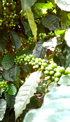 Clusters of unripe green coffee beans are growing on branches surrounded by large, glossy green leaves. The scene is vibrant with natural greenery, highlighting the density of the coffee plant foliage and fruit.