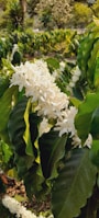 A serene coffee plantation surrounded by vibrant flowers.