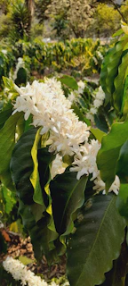 A serene scene of coffee plants with green leaves and small white flowers under soft natural light