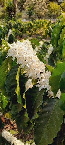 A serene coffee plantation surrounded by vibrant flowers.