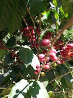 Clusters of ripe, red coffee cherries hang from the branches of a coffee plant. The leaves are glossy, dark green and densely packed, suggesting healthy growth.
