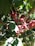 Clusters of ripe, red coffee cherries hang from the branches of a coffee plant. The leaves are glossy, dark green and densely packed, suggesting healthy growth.