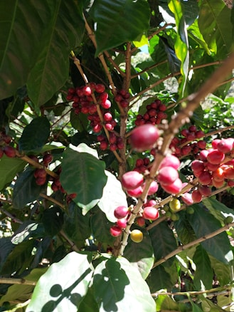 Clusters of ripe, red coffee cherries hang from the branches of a coffee plant. The leaves are glossy, dark green and densely packed, suggesting healthy growth.