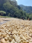 A path covered with drying coffee beans extends into the distance, surrounded by lush green forest and hills. Two people are visible in the background, working along the path under a clear blue sky.