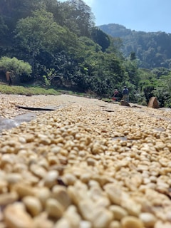 A path covered with drying coffee beans extends into the distance, surrounded by lush green forest and hills. Two people are visible in the background, working along the path under a clear blue sky.