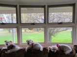 Three small, white dogs wearing harnesses are lying on a brown couch in front of a set of large windows. The windows overlook a grassy backyard with trees, and the bright daylight creates a peaceful atmosphere. Each dog appears to be comfortably resting as they gaze outside.