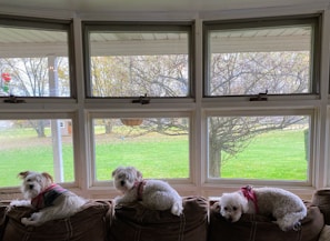 Three small, white dogs wearing harnesses are lying on a brown couch in front of a set of large windows. The windows overlook a grassy backyard with trees, and the bright daylight creates a peaceful atmosphere. Each dog appears to be comfortably resting as they gaze outside.