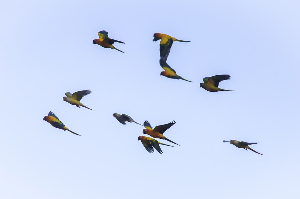 a flock of birds flying through a blue sky