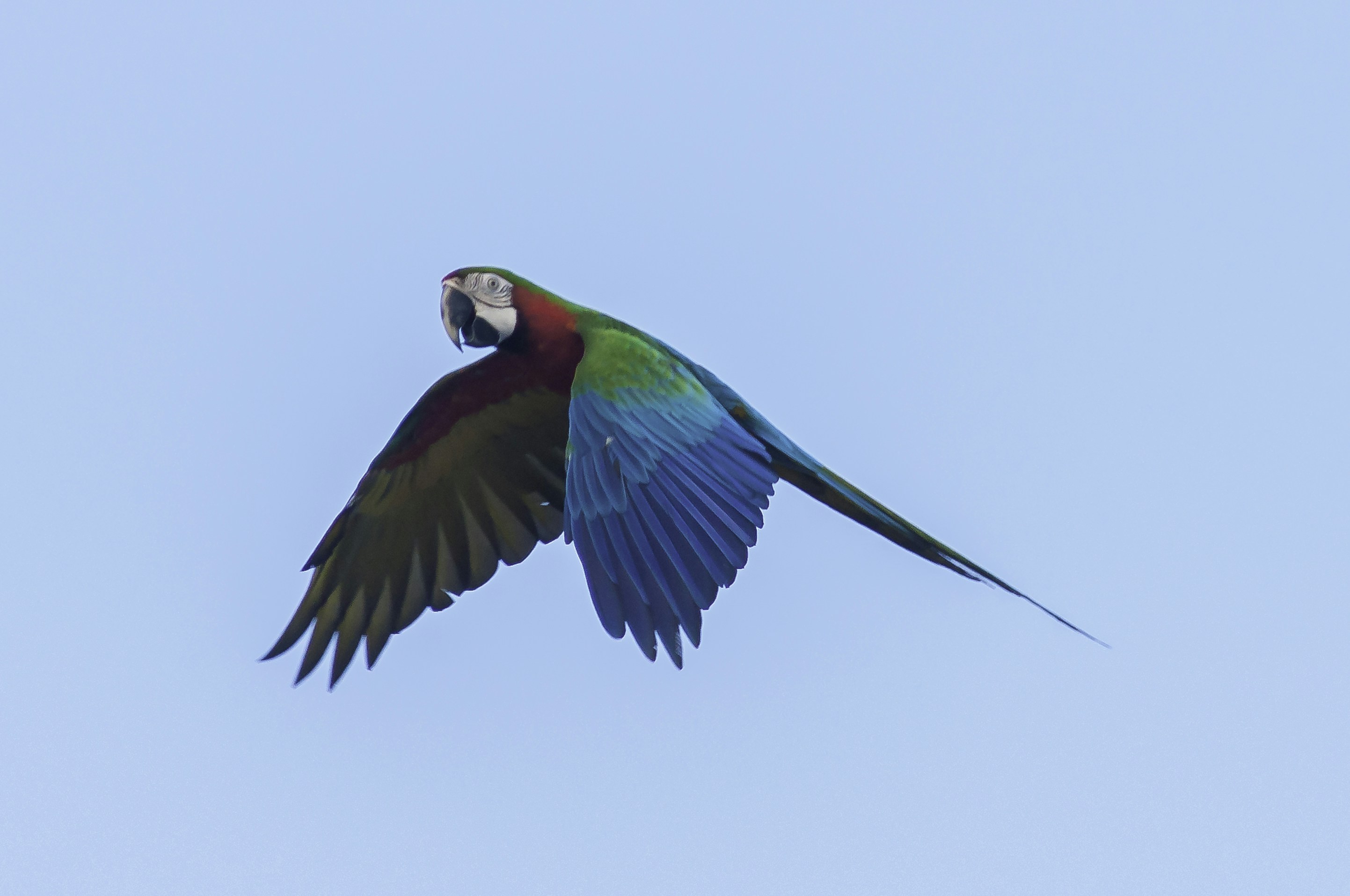 空をイメージする鳥 空を飛ぶオオセグロカモメ（チドリ目カモメ科）と雲の写真素材