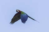 A colorful parrot spreading its wings mid-flight against a bright blue sky.