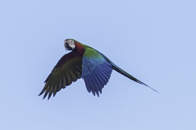 A colorful parrot spreading its wings mid-flight against a bright blue sky.