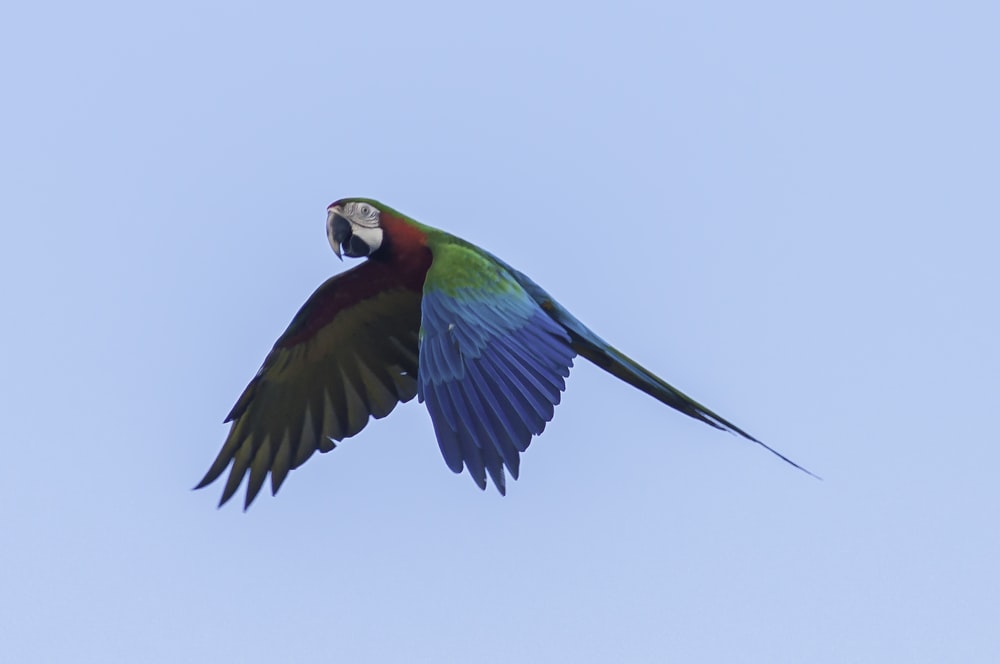 a colorful parrot flying through a blue sky