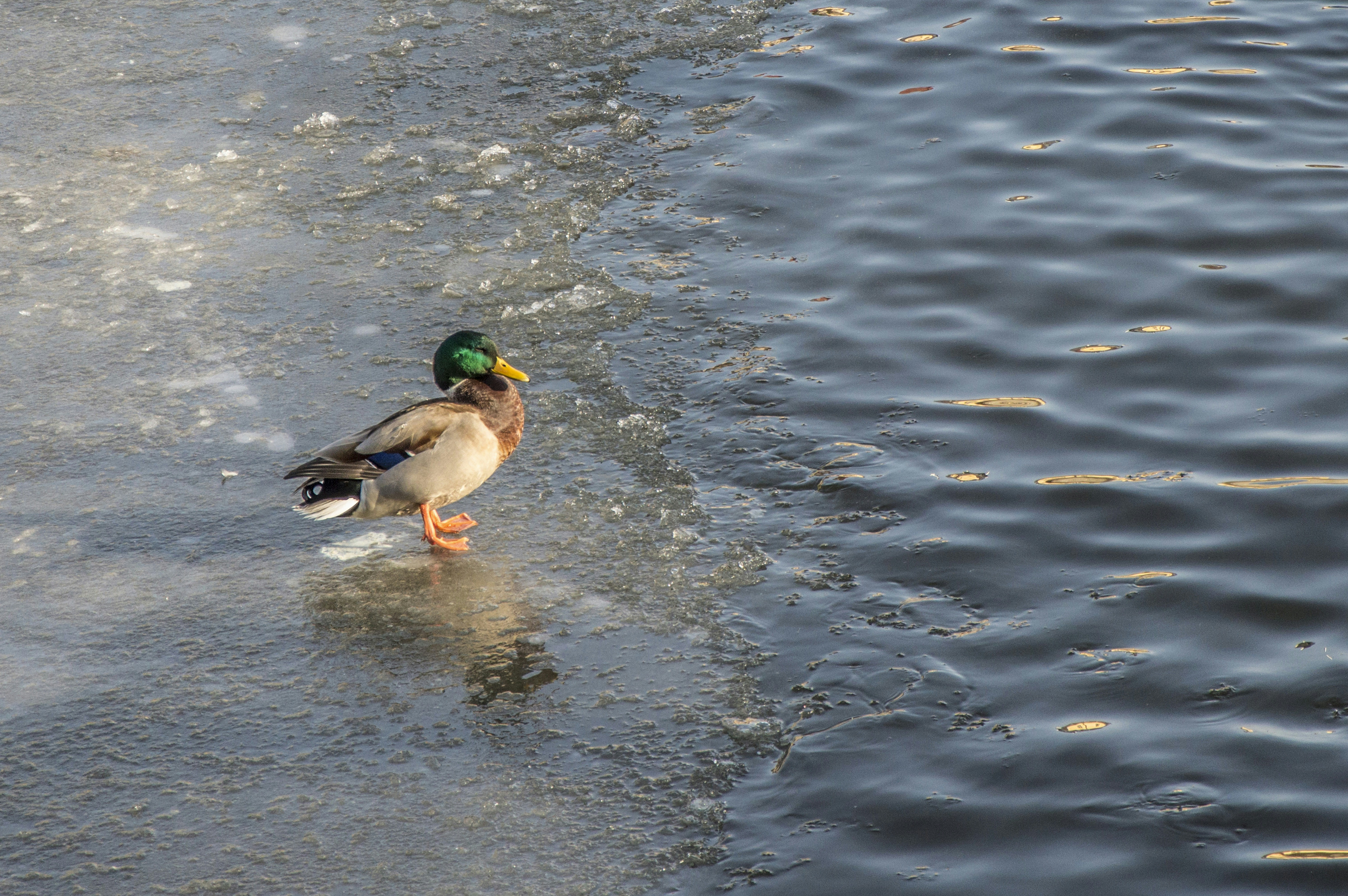 a duck standing in the middle of a body of water
