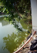 A serene waterbody with greenish water reflects overhanging tree branches. The bank is lined with vegetation and a visible hose leading into the water, suggesting some form of drainage or irrigation. The scene includes a mixture of natural and artificial elements, casting gentle shadows on the water's surface.
