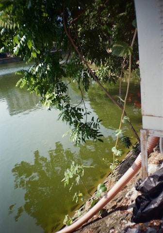 A serene waterbody with greenish water reflects overhanging tree branches. The bank is lined with vegetation and a visible hose leading into the water, suggesting some form of drainage or irrigation. The scene includes a mixture of natural and artificial elements, casting gentle shadows on the water's surface.