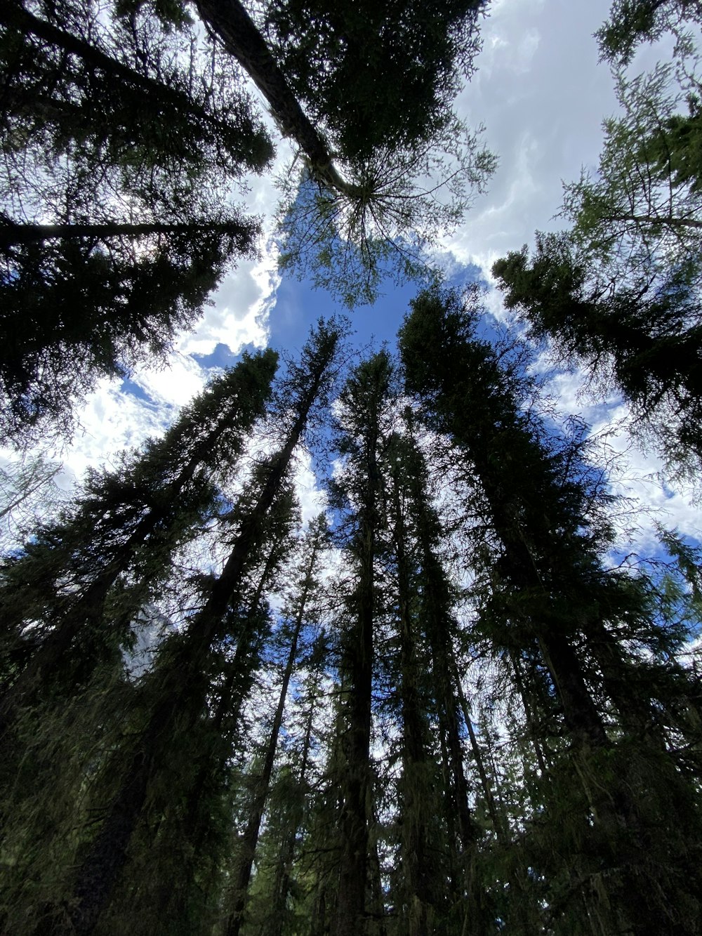 a group of tall trees standing next to each other