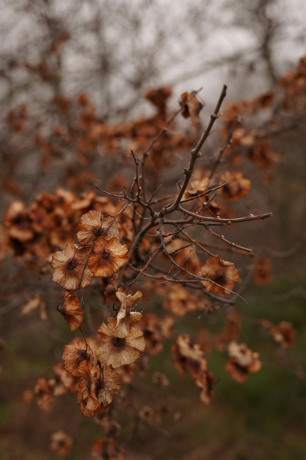 a close up of a tree with brown leaves