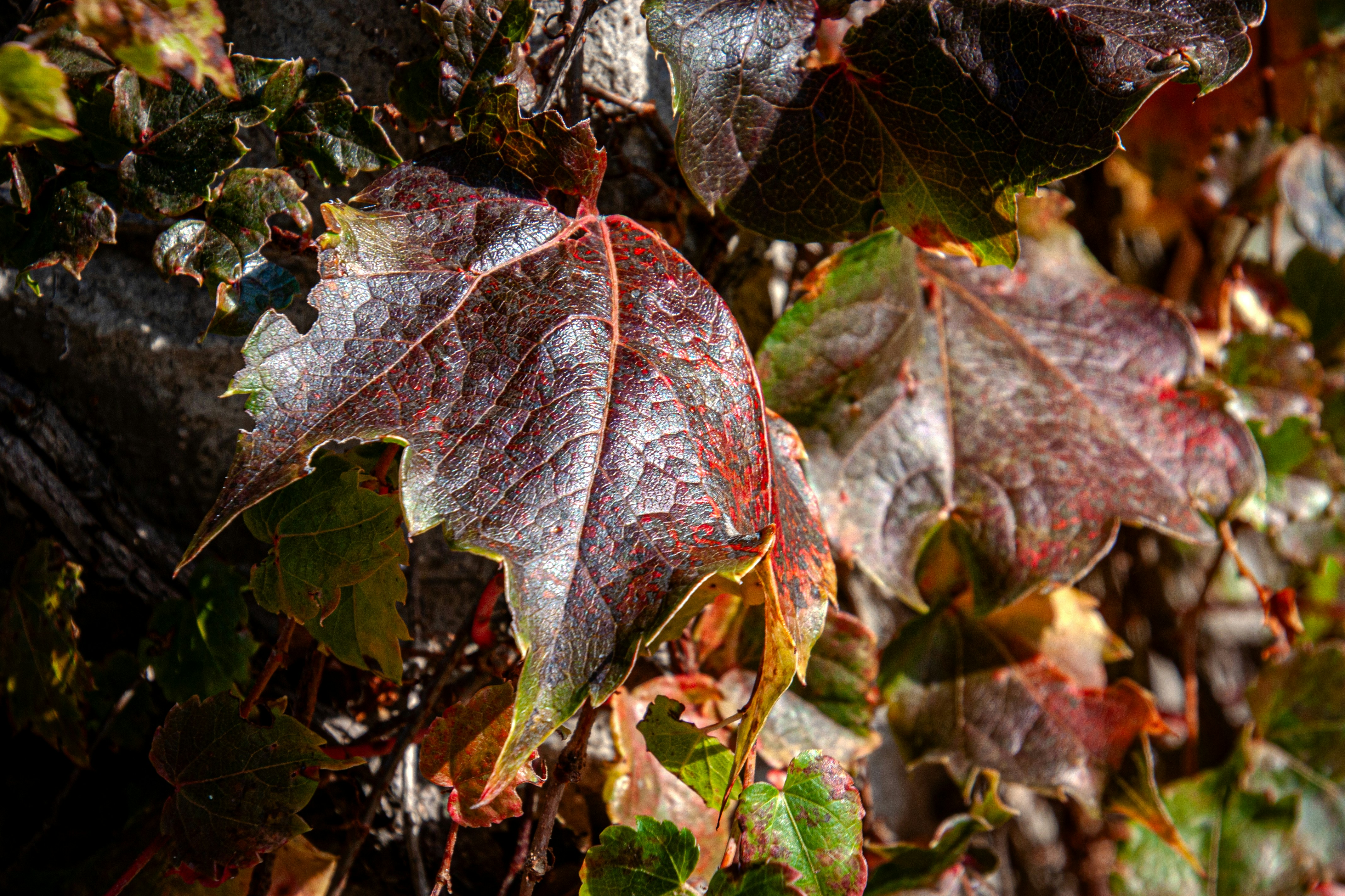 Photo by anthonyaird