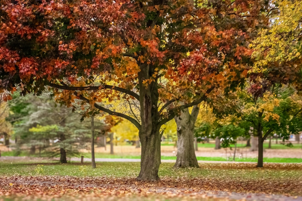 a park bench under a tree filled with leaves
