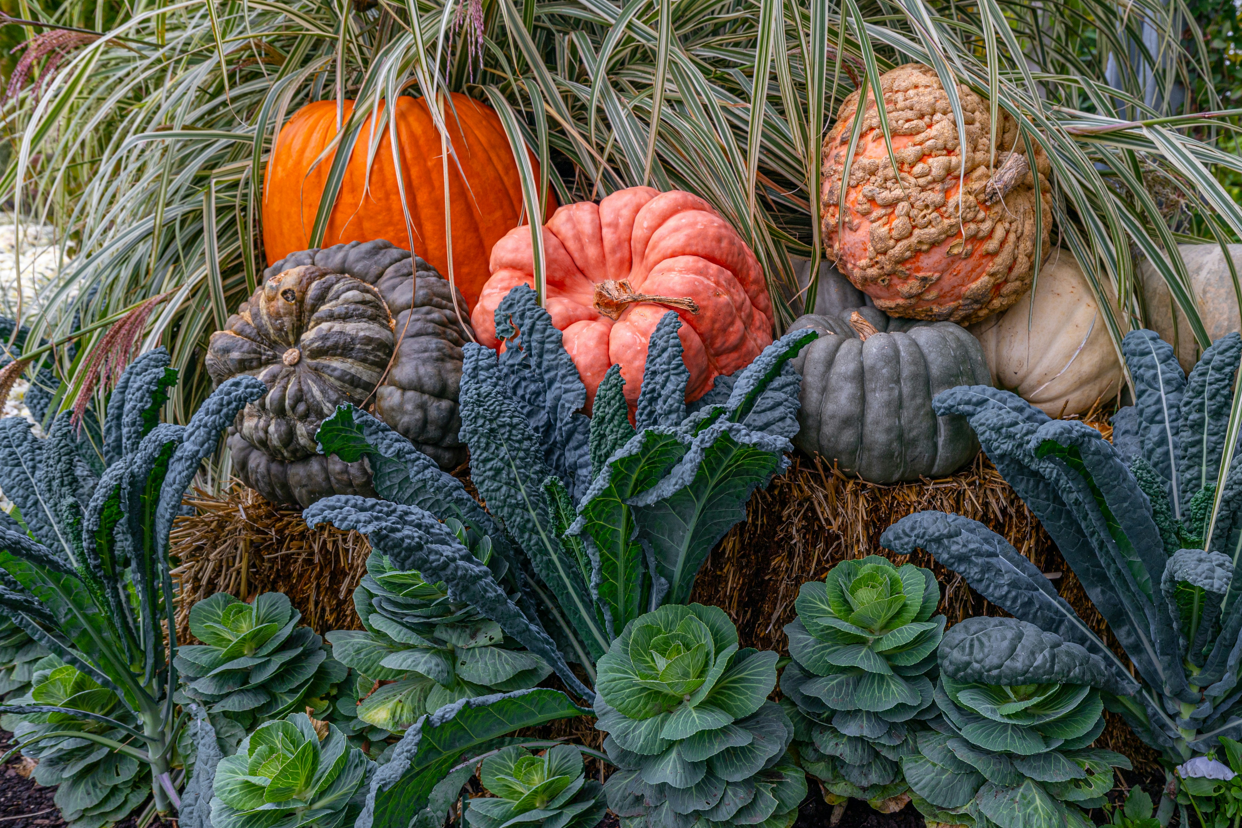 What to Plant in a Fall Garden for a Bigger Harvest