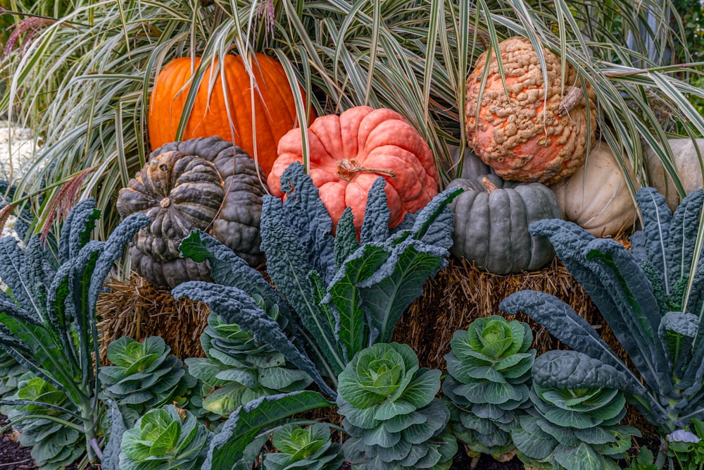 a bunch of pumpkins sitting on top of a pile of plants