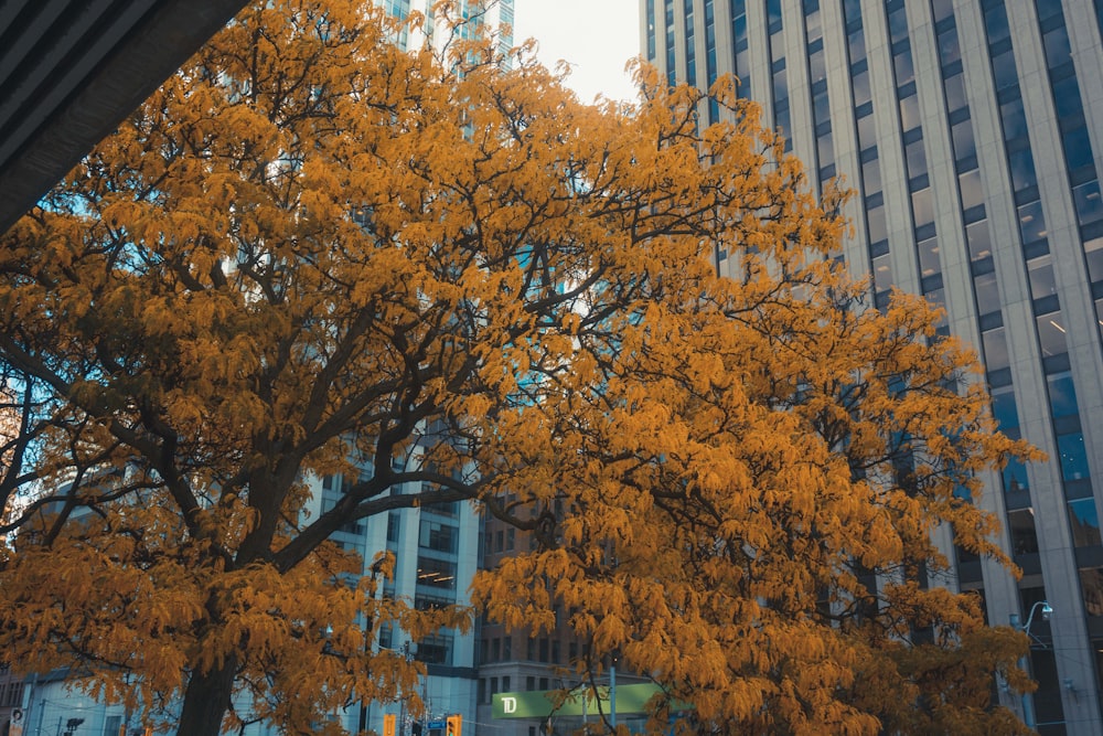 un árbol con hojas amarillas frente a un edificio alto