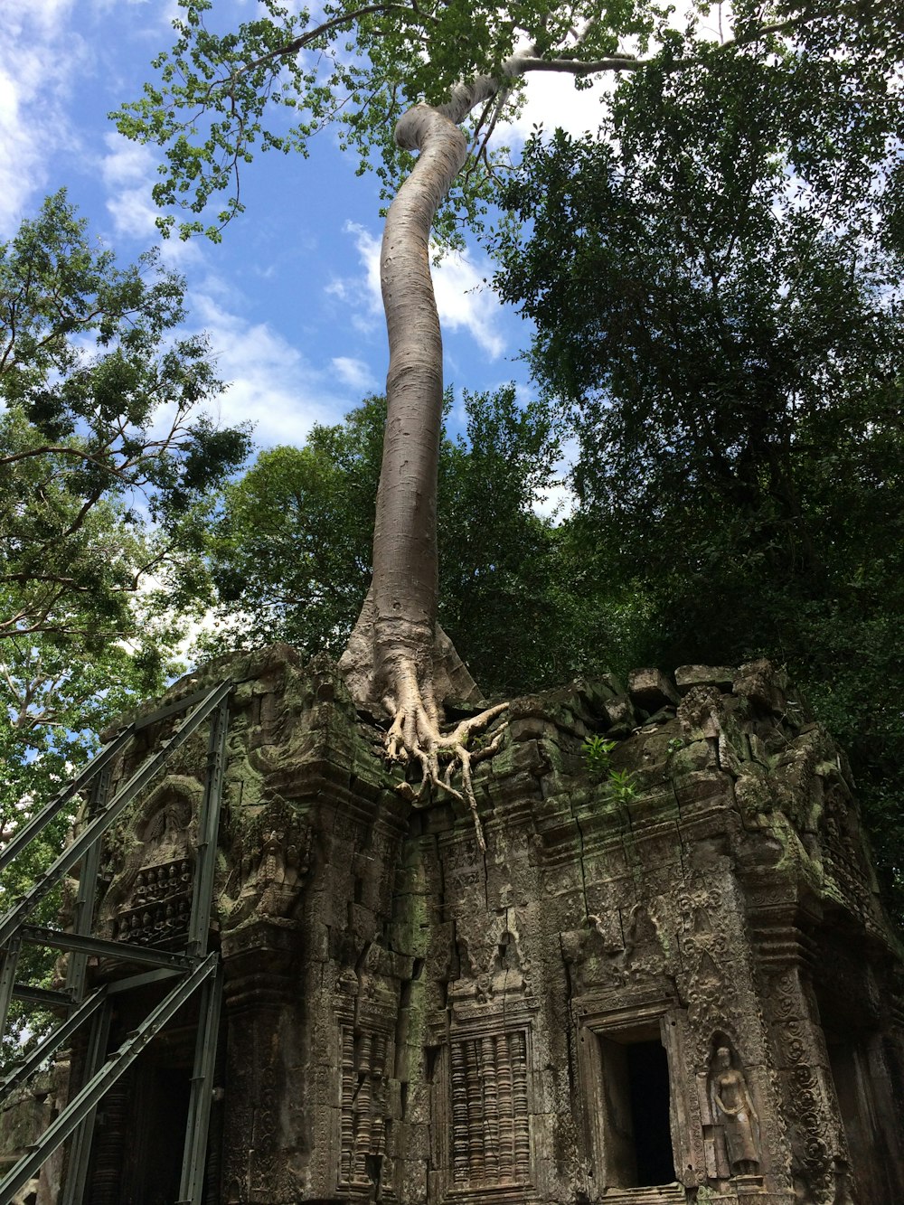 a tree growing out of the top of a building