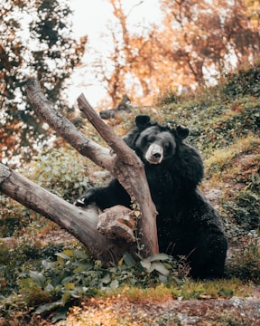 A bear is leaning against a fallen tree trunk surrounded by lush greenery and forest foliage. The background shows a sun-dappled forest with golden and green hues. The bear appears to be relaxed.