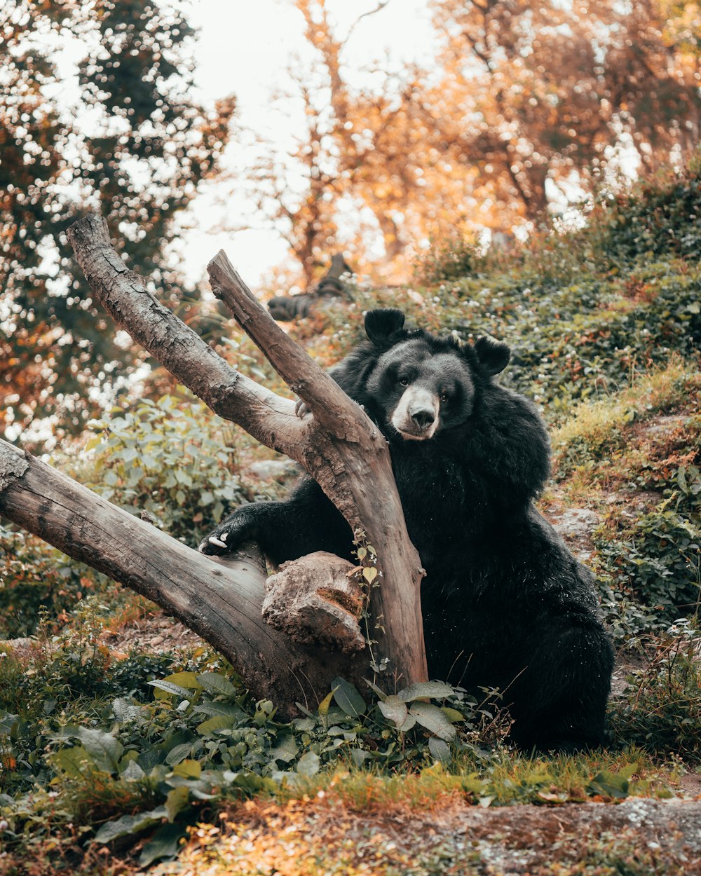 a large black bear sitting on top of a lush green hillside