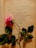A pink rose lies across an aged, open book page with a poem by Robert Frost titled 'Fire and Ice'. The page has minor stains and signs of aging. The poem text is clearly visible, while the rose adds a touch of elegance and juxtaposes nature with literature.