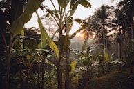 Sunset view over lush Central African landscapes where ingredients are sourced.