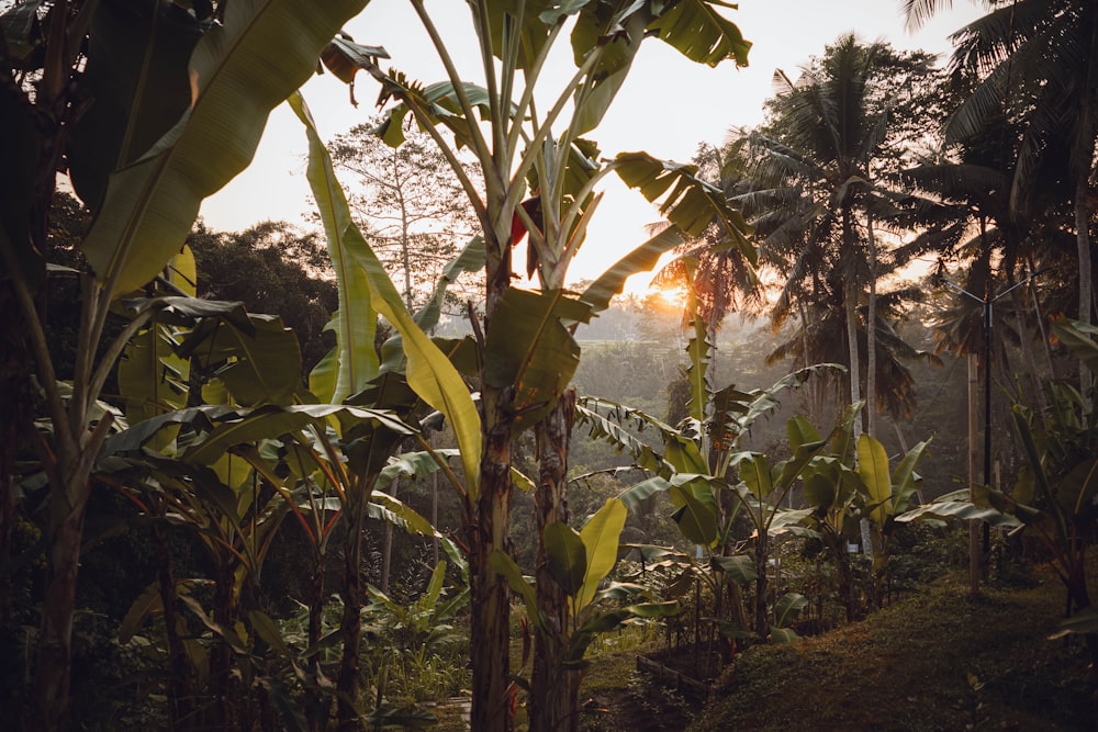 the sun is shining through the trees in the jungle