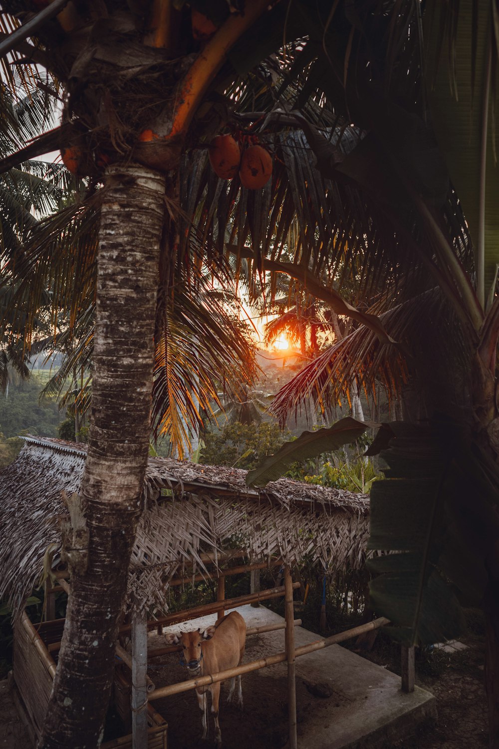 a cow standing under a palm tree at sunset