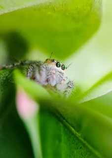 Close-up of a curious jumping spider perched on a bright green leaf, its eyes gleaming with personality.