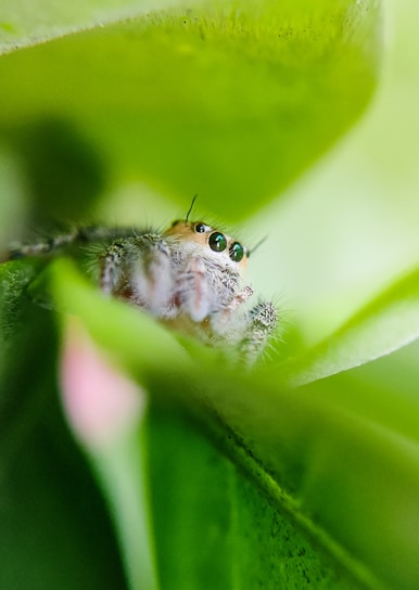 Close-up of a curious jumping spider perched on a bright green leaf, its eyes gleaming with personality.