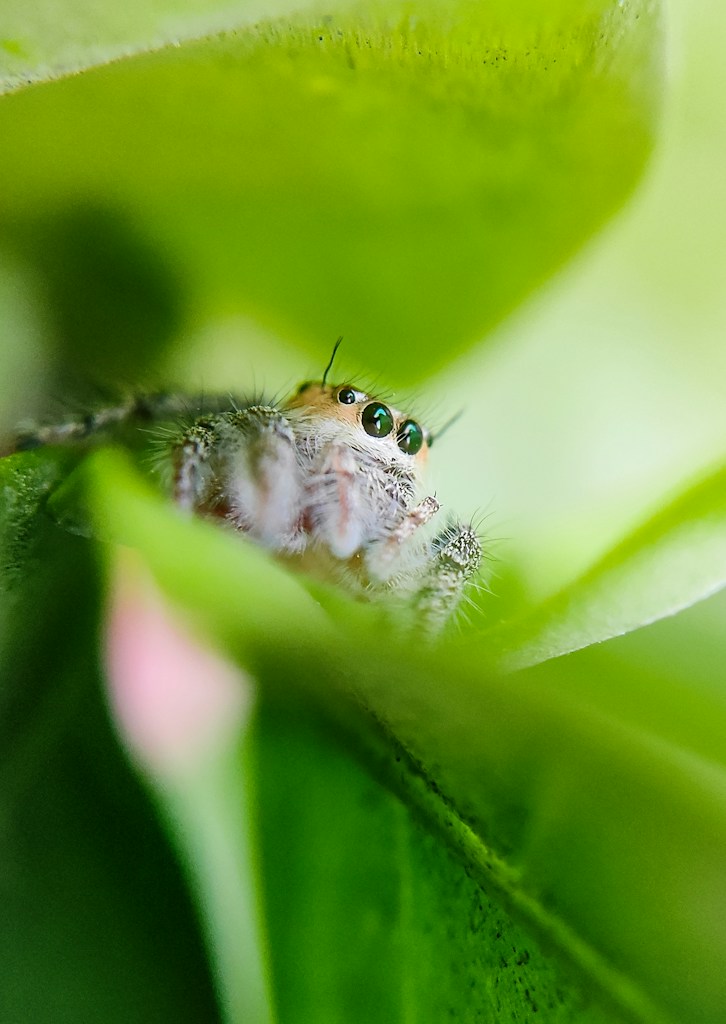 Jumping Spider Starter Bundle