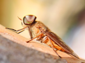 A close-up macro photograph of a fly, showcasing its intricate compound eyes, delicate wings, and furry body textures, set against a blurred, softly colored background.
