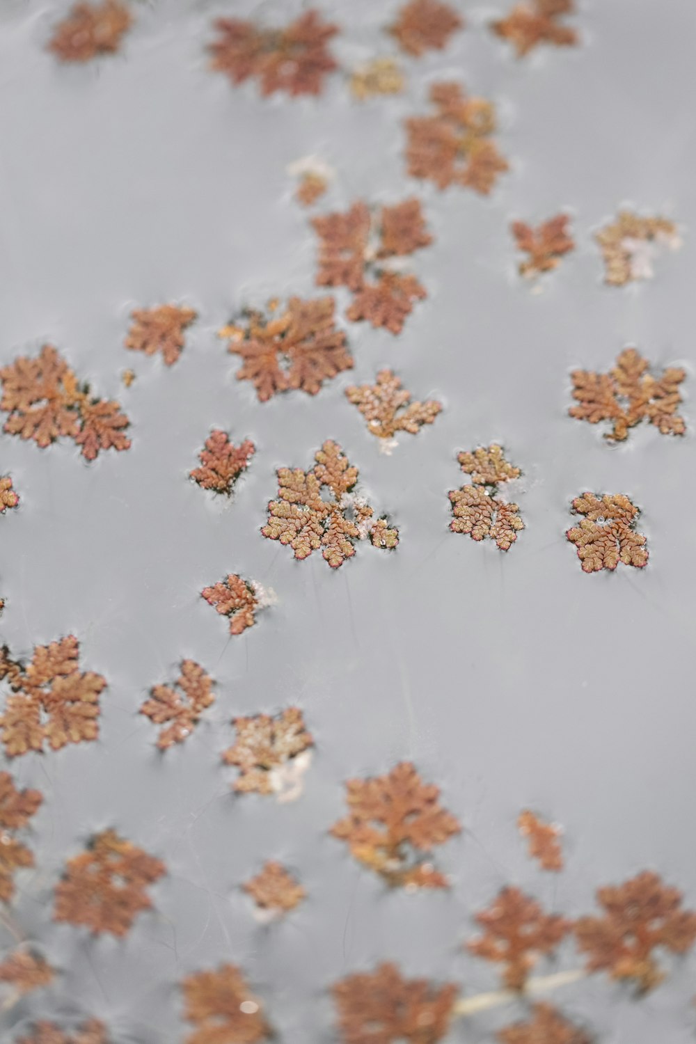 a group of leaves floating on top of a body of water