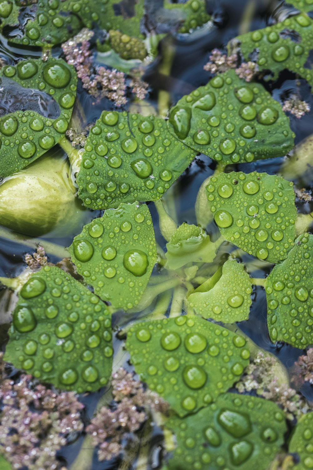 a group of green leaves with water droplets on them