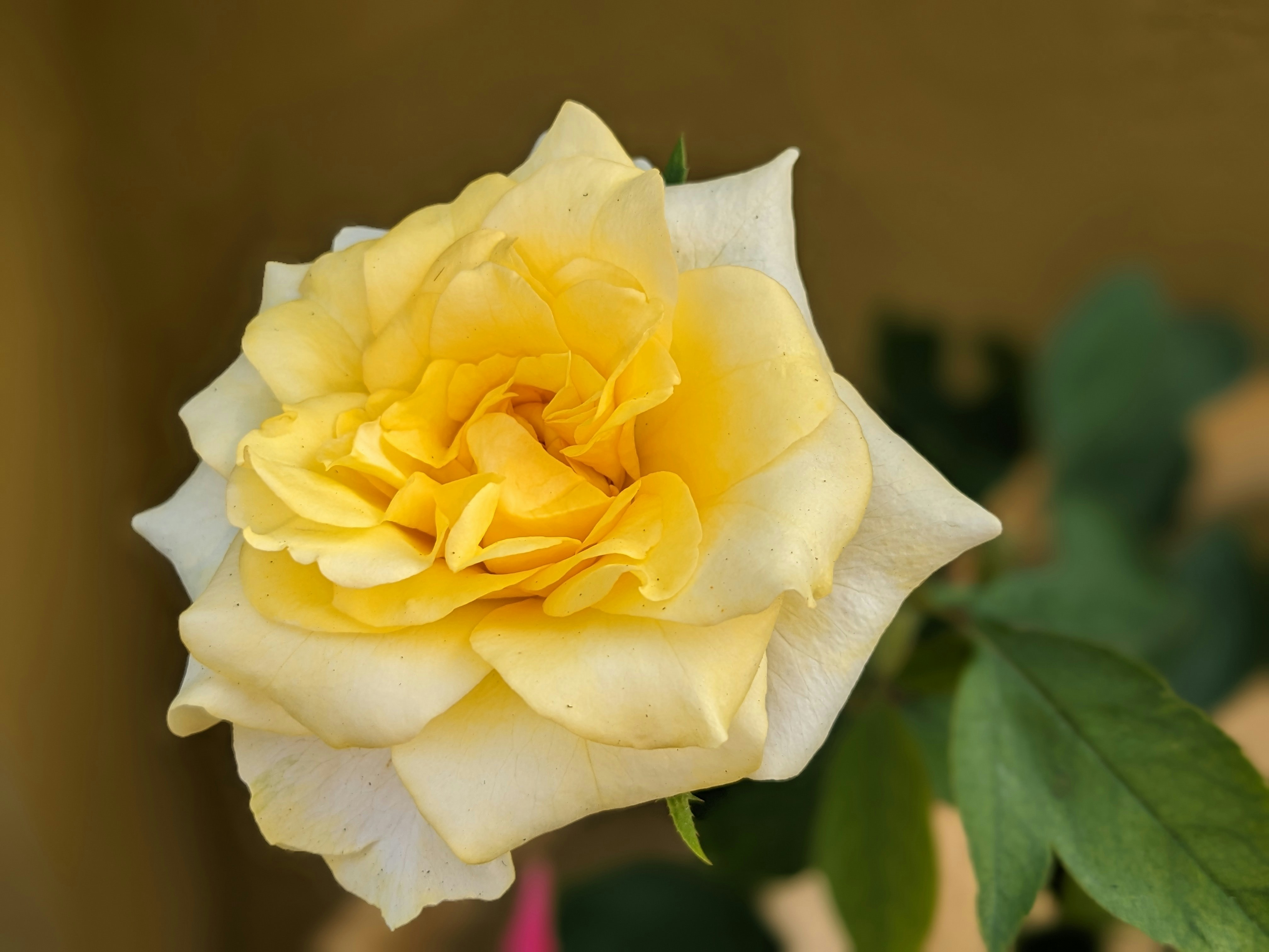 Photo by snehasishkonger