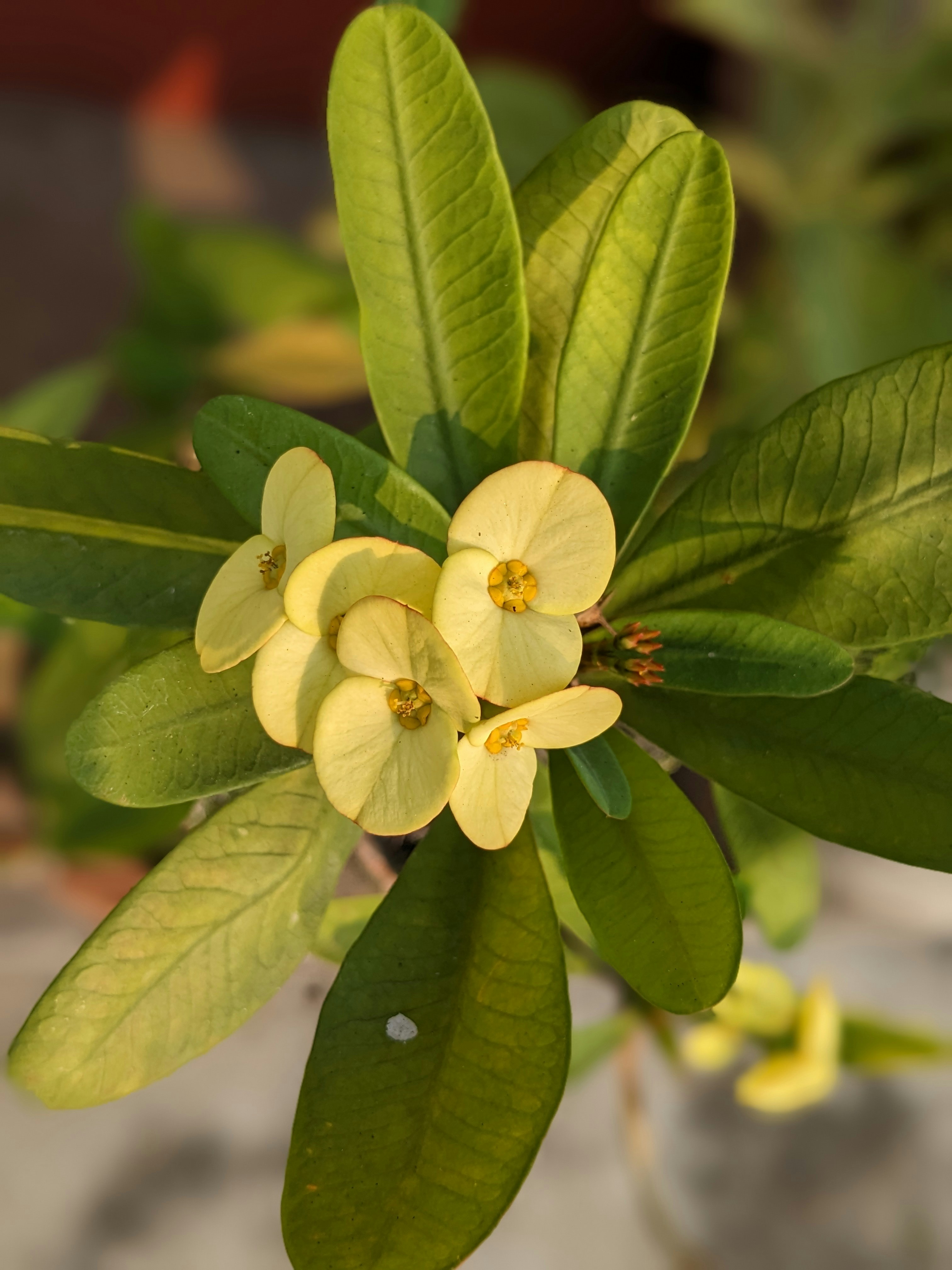 Photo by snehasishkonger